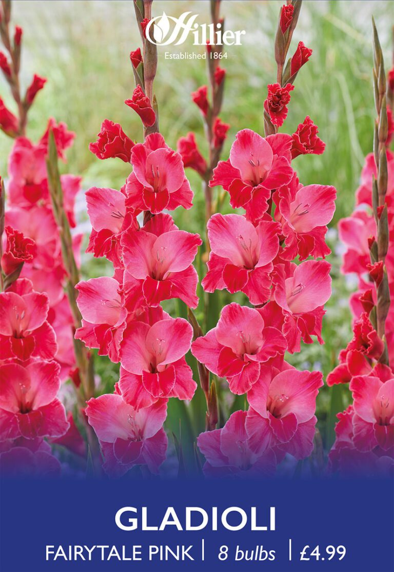 8718641970355 1 Gladiolus Fairytale Pink.jpg
